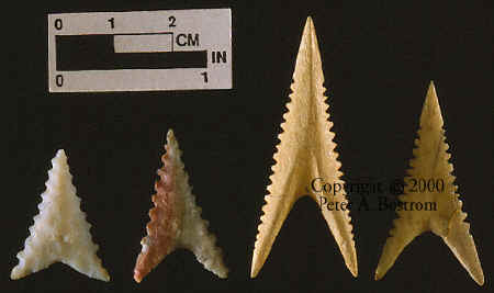 Sharks tooth style arrow points from Cahokia Mounds.