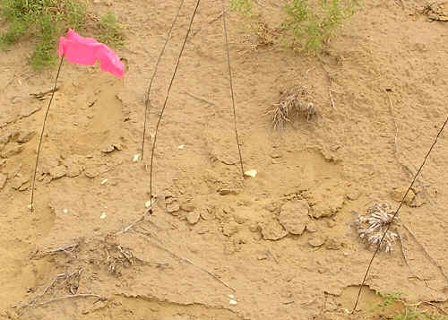 Bison bone fragments mapped with flags on the Dilts site.