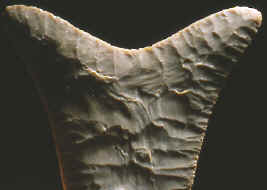 Working end of an early style Fish Tail biface.