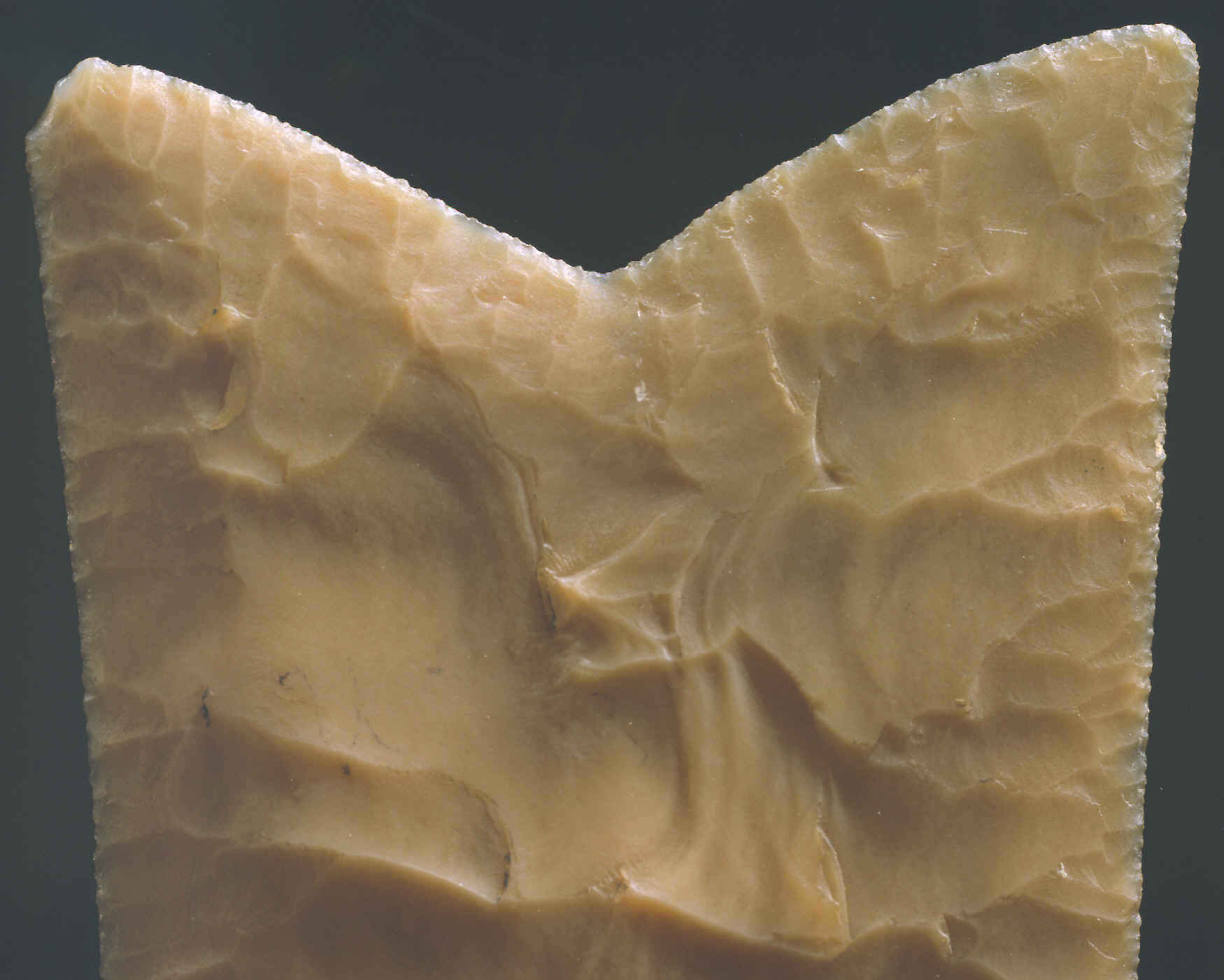 Large image of the "working end" of a Fish Tail biface.