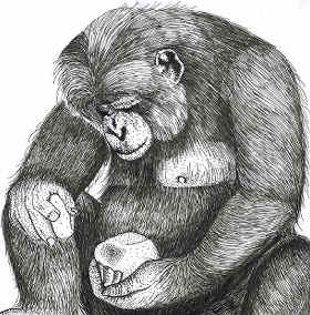Drawing of Kanzi making a stone tool.