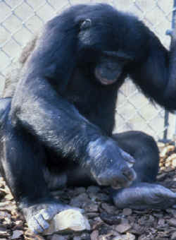 Kanzi making a stone tool.
