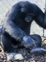 Kanzi making a stone tool.