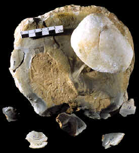 Kanzi's stone tool making kit showing hammer, core and flakes.