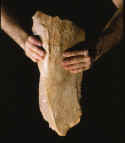 Large mammoth bone chopper cleaver.