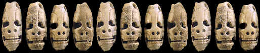 Mayan "death head" marine shell tinklers or beads.