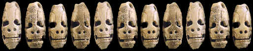 Mayan "death head" marine shell tinklers or beads.