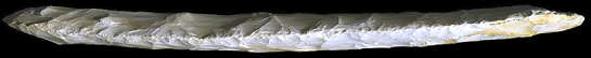 Large Maya biface edge view.