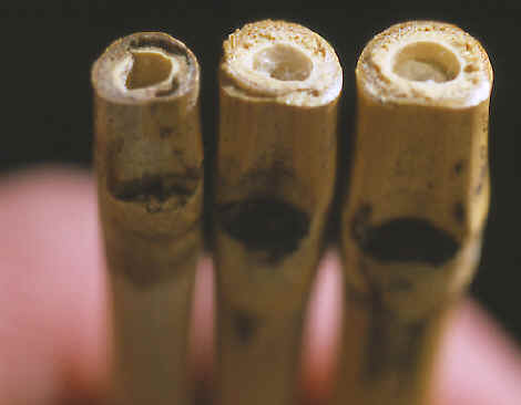 End views of 3 cane shafts ready to receive drills.