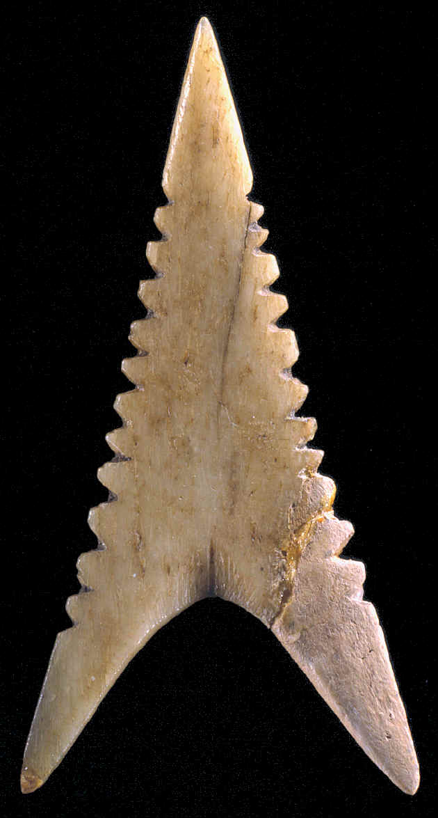 Bone shark tooth effigy arrow point from Cahokia.