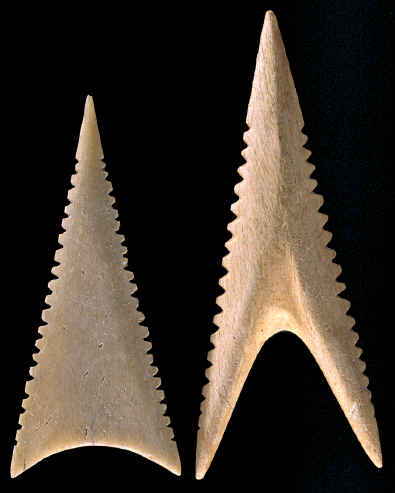 Two bone shark teeth effigy arrow points.