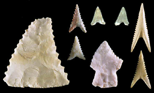 Eight examples of shark tooth related artifacts from Cahokia.