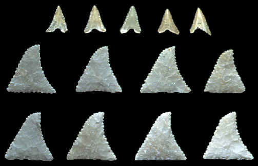 shark teeth images. EFFIGY SHARK TEETH MADE OF