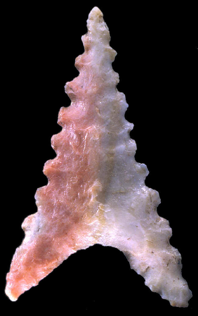 Shark tooth effigy stone arrow point from Cahokia area.