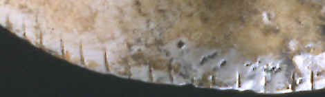 Close-up of edge design on shell mask.