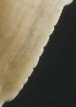 Close-up of serrated edge.