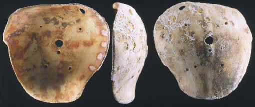 Marine shell mask from Montana, three views.