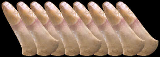 Abstract image of a spud from southern Illinois.