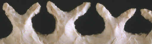 Closeup of Mack Tussingers "classic serrations."
