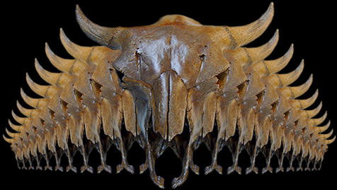 Abstract image of bison skull.
