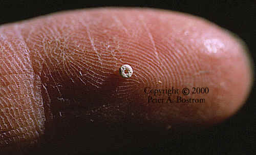 Folsom bead from Shifting Sand site.